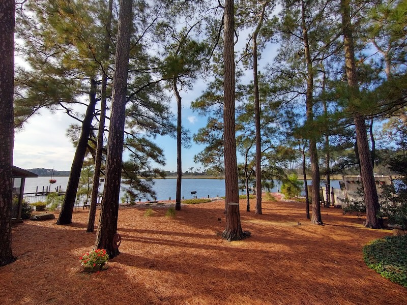 Some trees and a dock